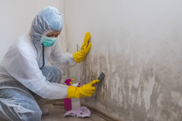 mold remediation, mold removal, mold remediation toronto, mold specialist toronto, cold room mold removal, mold cleaning services, black mold toronto, reliable mold services, wall removal toronto, mold cleaning company, mold inspection, mold remediation services, mold removal services, mold removal toronto, mold remediation services toronto, mold removal services toronto